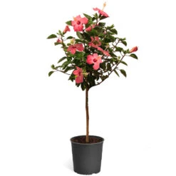 Pink Tropical Hibiscus Tree -GreenNest Shop Tropical Pink Hibiscus 2