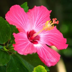 Pink Tropical Hibiscus Tree -GreenNest Shop Tropical Pink Hibiscus 3 BB