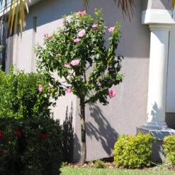 Pink Tropical Hibiscus Tree -GreenNest Shop Tropical Pink Hibiscus 6