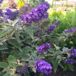 True Blue Butterfly Bush (Tree Form) 9 True Blue Butterfly Bush (Tree Form) -GreenNest Shop True Blue Butterfly 1