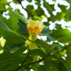Tulip Poplar Tree 10 Tulip Poplar Tree -GreenNest Shop Tulip Poplar 3 BB