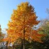 Tulip Poplar Tree 2 Tulip Poplar Tree -GreenNest Shop Tulip Poplar BB 600x600 05865ec8 6a82 4170 be05 b7dc53c5997a
