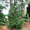 Japanese Umbrella Pine Tree 1 Japanese Umbrella Pine Tree -GreenNest Shop Umbrella Pine BB 600x600 1