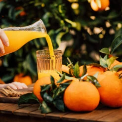 Valencia Orange Tree 14 Valencia Orange Tree -GreenNest Shop Valencia Orange 3 BB