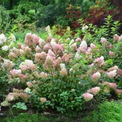 Vanilla Strawberry™ Hydrangea Shrub -GreenNest Shop Vanilla Strawberry Hydrangea 2 BB