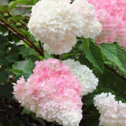 Vanilla Strawberry™ Hydrangea Shrub -GreenNest Shop Vanilla Strawberry Hydrangea 3 BB