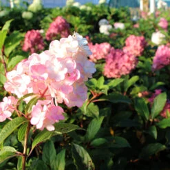 Vanilla Strawberry™ Hydrangea Tree 8 Vanilla Strawberry™ Hydrangea Tree -GreenNest Shop Vanilla Strawberry Hydrangea Tree 2 BB
