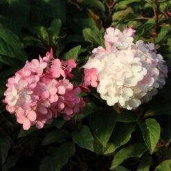 Vanilla Strawberry™ Hydrangea Tree 9 Vanilla Strawberry™ Hydrangea Tree -GreenNest Shop Vanilla Strawberry Hydrangea Tree 3 FGT