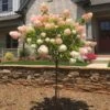 Vanilla Strawberry™ Hydrangea Tree -GreenNest Shop Vanilla Strawberry Hydrangea Tree BB 600x600 d9774181 d500 445f 99f7 766736cb780d