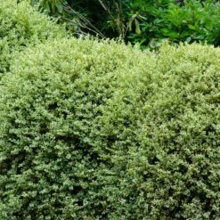 Variegated Boxwood Shrub -GreenNest Shop Variegated Boxwood 1