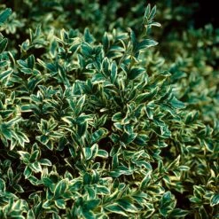 Variegated Boxwood Shrub -GreenNest Shop Variegated Boxwood 3 BB