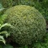 Variegated Boxwood Shrub -GreenNest Shop Variegated Boxwood BB 600x600 8dc5bde4 48b4 45c6 a87f 655e782edae5