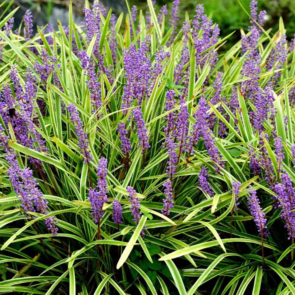 Variegated Liriope Plant 5 Variegated Liriope Plant - Image 3