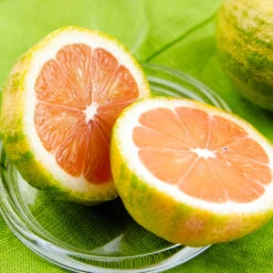 Pink Variegated Eureka Lemon Tree -GreenNest Shop Variegated Pink Eureka 7 BB