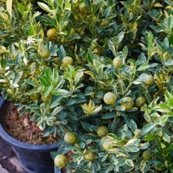 Pink Variegated Eureka Lemon Tree