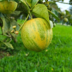 Pink Variegated Eureka Lemon Bush -GreenNest Shop Variegated Pink Eureka Tree 7 BB