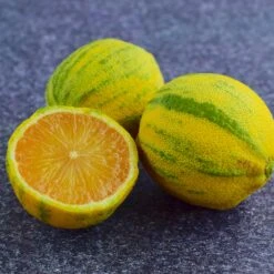 Pink Variegated Eureka Lemon Bush -GreenNest Shop Variegated Pink Eureka Tree 8 BB