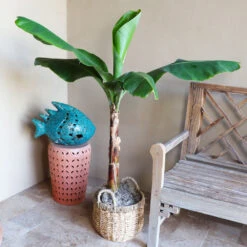 Veranda Banana Tree 10 Veranda Banana Tree -GreenNest Shop Veranda Banana 3