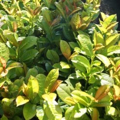Volcano Cherry Laurel 9 Volcano Cherry Laurel -GreenNest Shop Volcano Laurel 2 BB