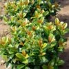 Volcano Cherry Laurel -GreenNest Shop Volcano Laurel BB 600x600 c27bf687 aa14 48cf b5db 43ee244fcb5d