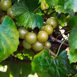 Wine Lover's Kit -GreenNest Shop WIne Lovers Kit 3