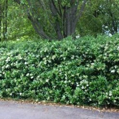 Waxleaf Privet Hedge -GreenNest Shop Wax Leaf Privet 2 BB
