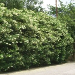 Waxleaf Privet Hedge -GreenNest Shop Wax Leaf Privet 3 BB