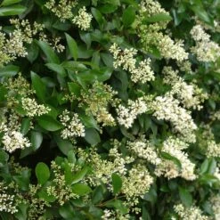 Waxleaf Privet Hedge -GreenNest Shop Wax Leaf Privet 4 BB