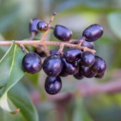 Waxleaf Privet Hedge -GreenNest Shop Wax Leaf Privet 5 BB