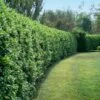 Waxleaf Privet Hedge -GreenNest Shop Wax Leaf Privet BB 600x600 dd2dd856 1412 44c1 b6a8 f768573d1edd