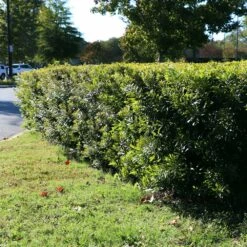 Wax Myrtle Shrub -GreenNest Shop Wax Myrtle 3 BB