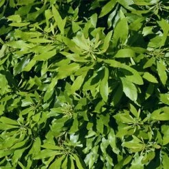 Wax Myrtle Shrub