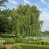 Weeping Willow Tree -GreenNest Shop Weeping Willow BB 600x600 0eb9f0f8 f6f7 41b8 b32b 9dc8bffc6e5c