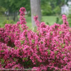 Sonic Bloom® Weigela Shrub -GreenNest Shop Weigela Sonic Bloom Pink 2 BB