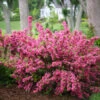 Sonic Bloom® Weigela Shrub -GreenNest Shop Weigela Sonic Bloom Pink BB 600x600 8255e385 5866 4626 ba11 2e71a4f3c914