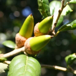 West Coast Live Oak Tree 9 West Coast Live Oak Tree -GreenNest Shop West Coast Live Oak 3