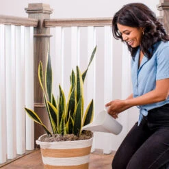 Air-Purifying House Plant Kit -GreenNest Shop Whie Watering Can 2 d72dfd09 8e02 4f68 aa63 3cf85e0b5834