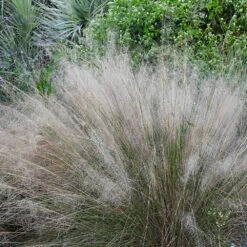 White Cloud Muhly Grass 8 White Cloud Muhly Grass -GreenNest Shop White Cloud Muhly Grass 1 BB