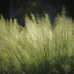 White Cloud Muhly Grass 9 White Cloud Muhly Grass -GreenNest Shop White Cloud Muhly Grass 2 BB