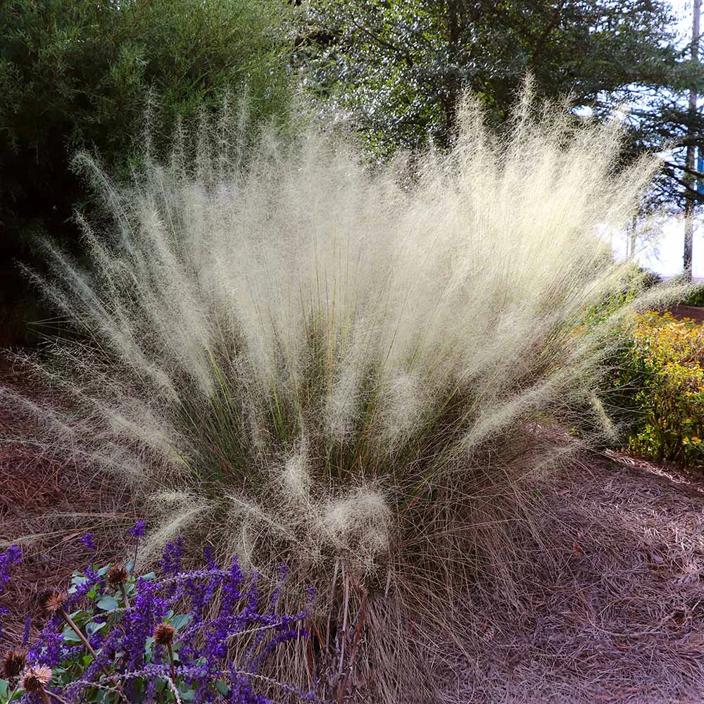 White Cloud Muhly Grass 4 White Cloud Muhly Grass - Image 2
