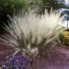 White Cloud Muhly Grass 1 White Cloud Muhly Grass -GreenNest Shop White Cloud Muhly Grass BB 600x600 520192ed b0aa 4b85 8fa6 aef07000fab1