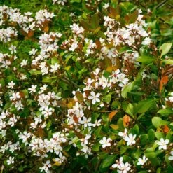 Snow White Indian Hawthorn Shrub -GreenNest Shop White Indian Hawthorn 1