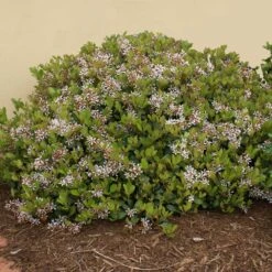 Snow White Indian Hawthorn Shrub -GreenNest Shop White Indian Hawthorn 3