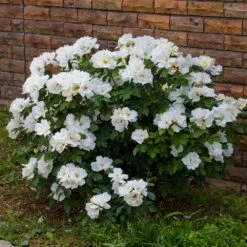White Knock Out® Rose -GreenNest Shop White Knockout Rose 4