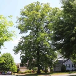 White Oak Tree 15 White Oak Tree -GreenNest Shop White Oak 11