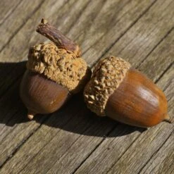 White Oak Tree 13 White Oak Tree -GreenNest Shop White Oak 3 BB