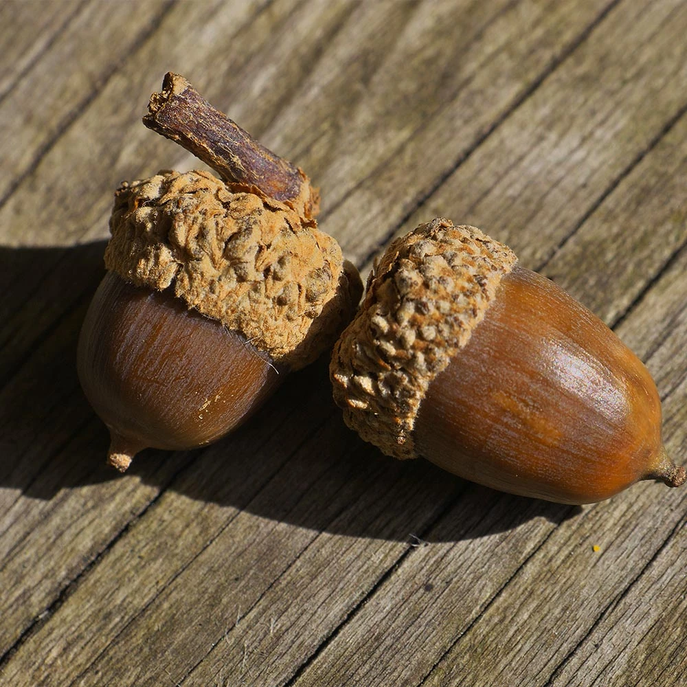 White Oak Tree 7 White Oak Tree - Image 5