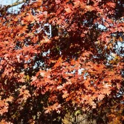 White Oak Tree 14 White Oak Tree -GreenNest Shop White Oak 5 BB