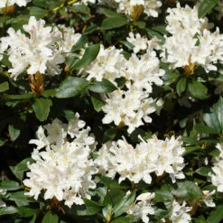 White Rhododendron Shrub 7 White Rhododendron Shrub -GreenNest Shop White Rhododendron 2 FGT