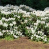White Rhododendron Shrub 1 White Rhododendron Shrub -GreenNest Shop White Rhododendron BB 600x600 3c123a0c dc82 4cc3 ab5f fc921bdbcdee